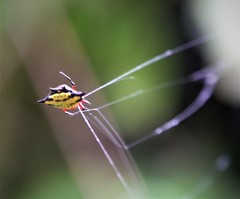 Gasteracantha rhomboidea comorensis