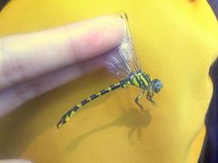 Paragomphus reinwardtii