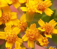 Perityle lindheimeri