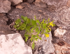 Perityle lindheimeri