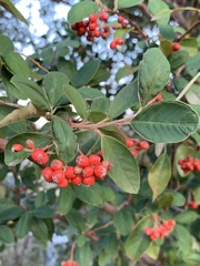 Cotoneaster glaucophyllus glaucophyllus