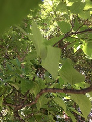 Celtis smallii