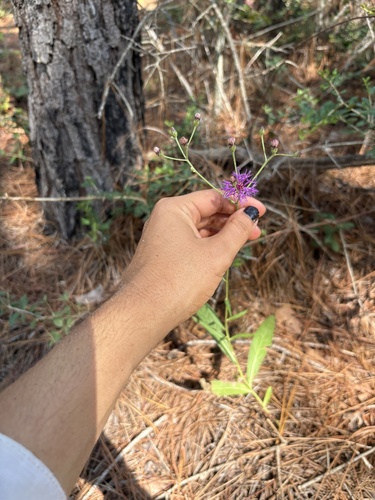 Vernonia texana, 2026-08-29