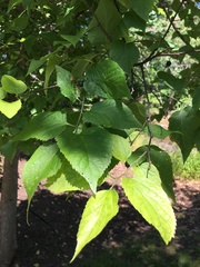 Celtis smallii
