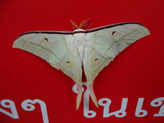 Actias