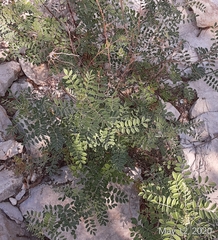 Indigofera lindheimeriana