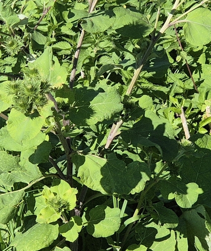 greater burdock