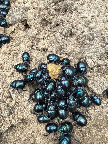 Woodland Dor Beetle photo 5