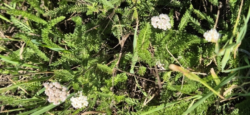 common yarrow