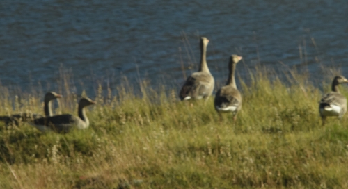 Greylag Goose