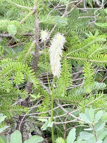 Canadian burnet