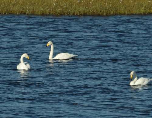 Whooper Swan