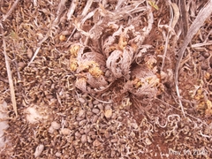 Selaginella lepidophylla