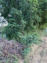 Cotoneaster glaucophyllus glaucophyllus