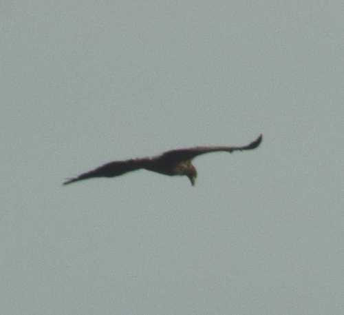 White-tailed Eagle