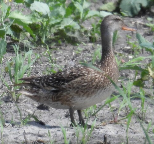 Gadwall