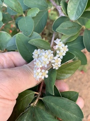 Cotoneaster glaucophyllus glaucophyllus
