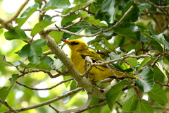 Oriolus auratus