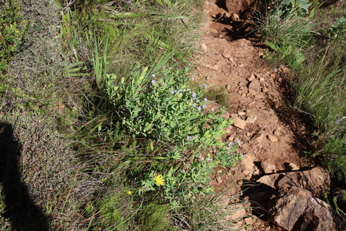 Lobostemon glaucophyllus, photograph 1