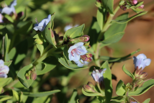 Lobostemon glaucophyllus, photograph 2