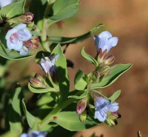Lobostemon glaucophyllus, photograph 3