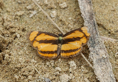 Pantoporia paraka