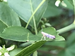Argyresthia spinosella