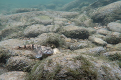Cottus gobio