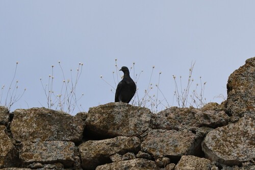 Feral Pigeon