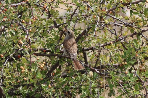 Red-backed Shrike