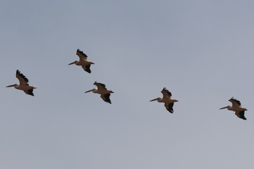 Great White Pelican