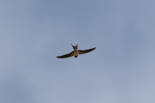 Barn Swallow