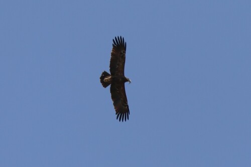 Lesser Spotted Eagle