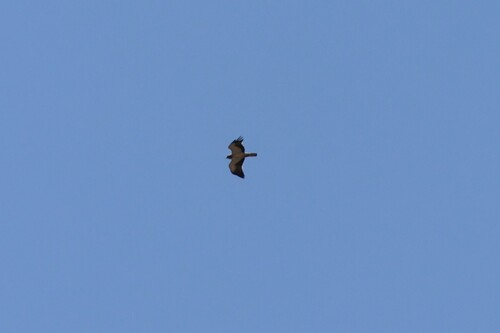 Booted Eagle