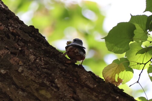 Eurasian Nuthatch