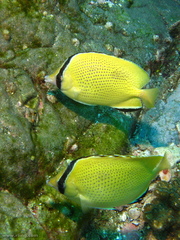 Chaetodon citrinellus