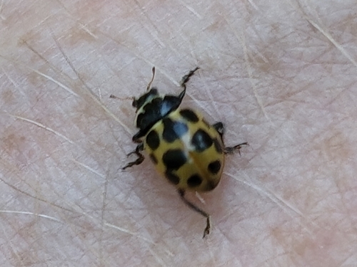 Notated Lady Beetle