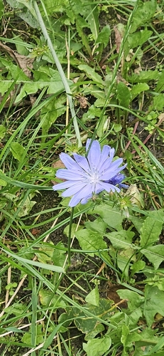 chicory