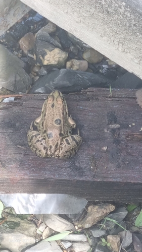 Marsh Frog