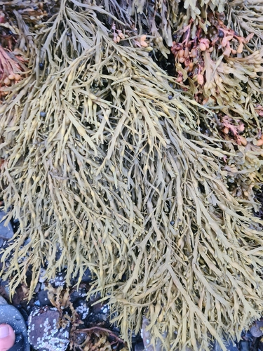 Knotted Wrack