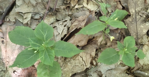 small balsam