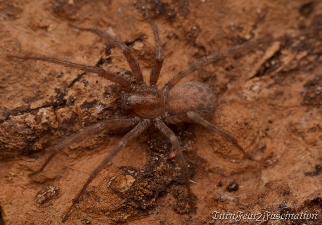 Common House Spider