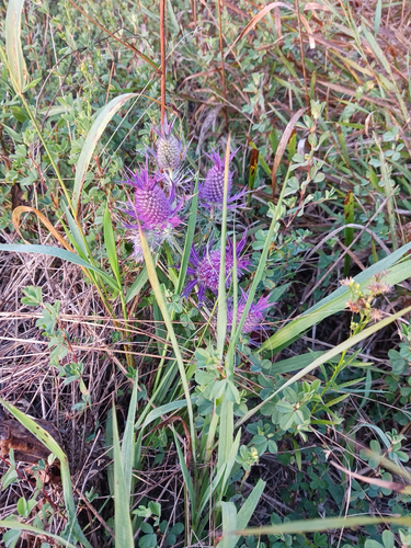 Leavenworth's eryngo