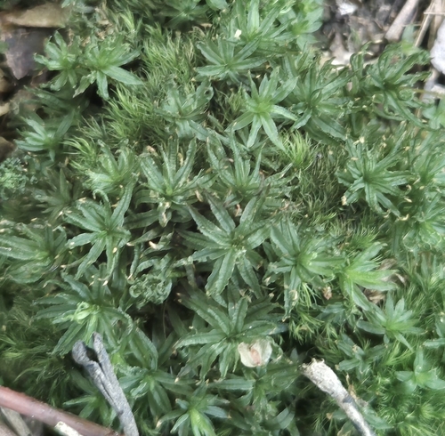 Catherine's moss