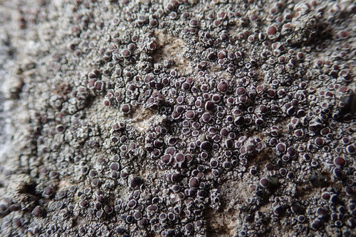 Lecanora campestris