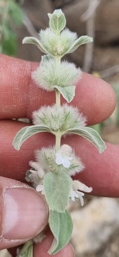 White foxtail