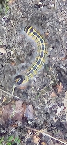 Buff-tip