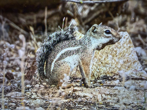 Harris' Antelope Squirrel observed by sipester