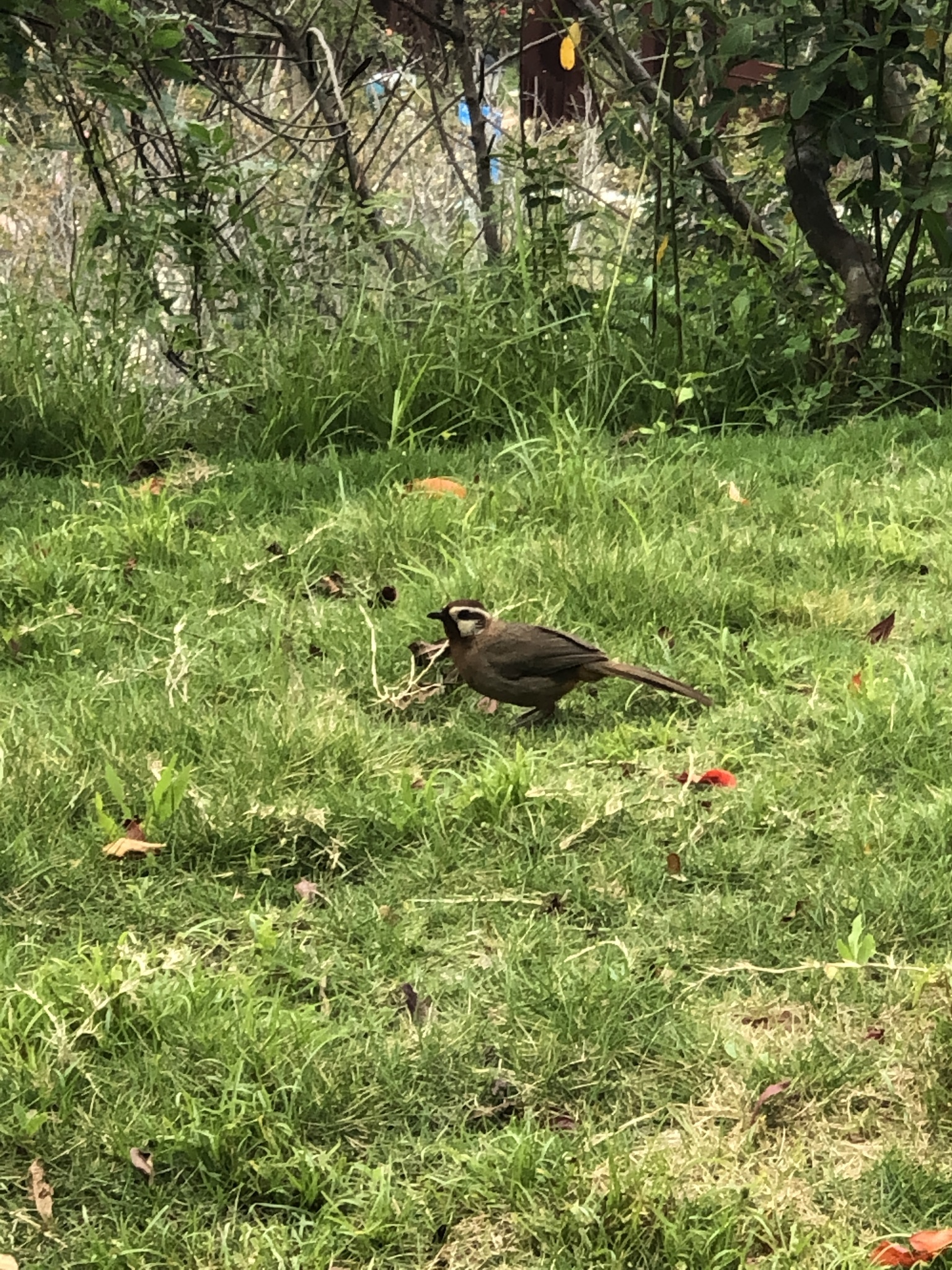 White-browed Laughingthrush