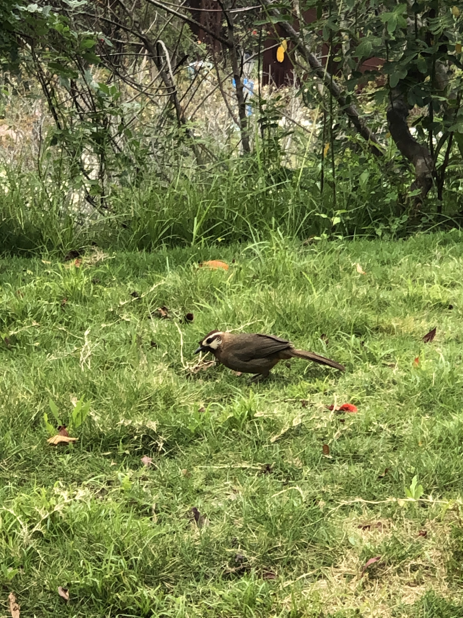 White-browed Laughingthrush